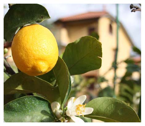 Vista della Villa con limone